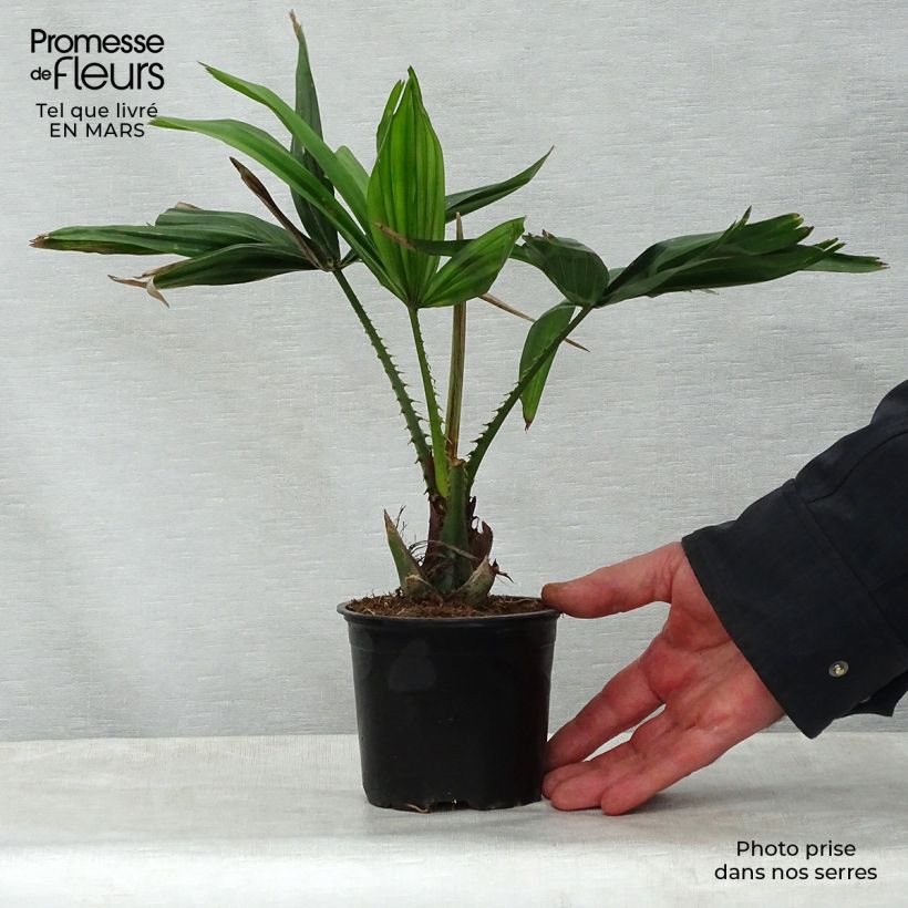 Livistona saribus - Livistona de Conchinchina Maceta de 12 cm / 13 cmAltura de entrega aprox. 20/30cm Ejemplar entregado en la primavera