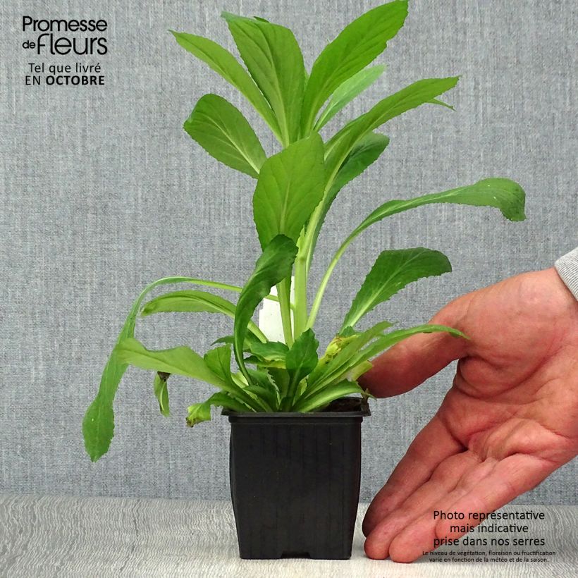 Ejemplar de Lobelia gerardii Vedrariensis Maceta de 8/9 cm entregado en otoño