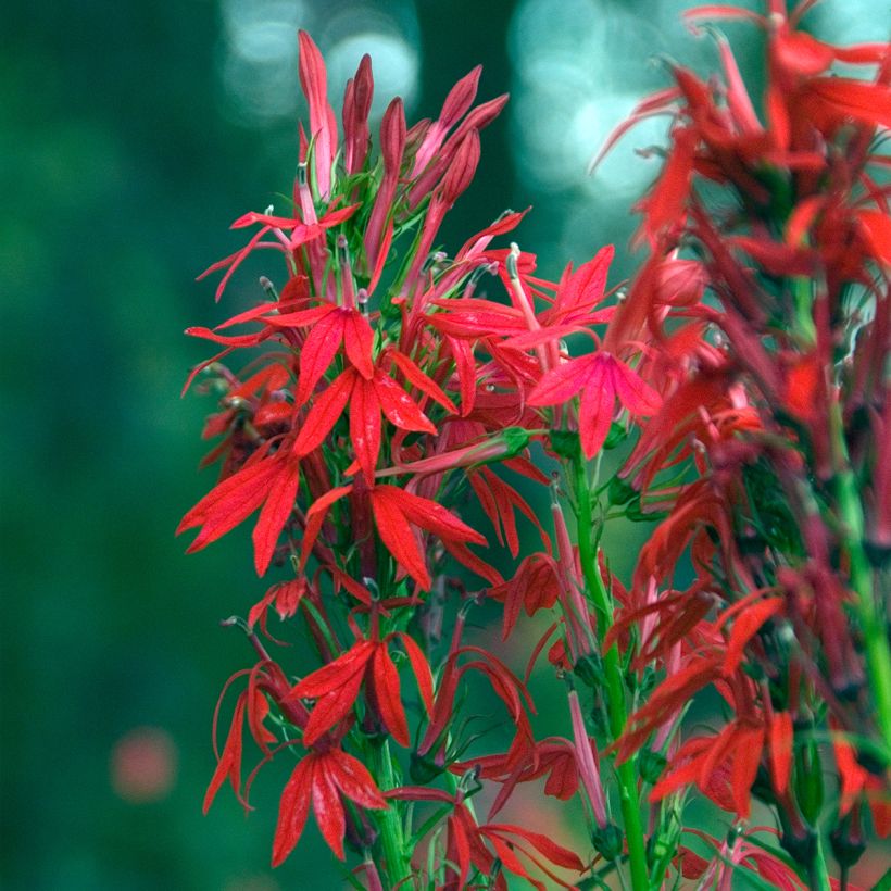Lobelia cardinalis (Floración)