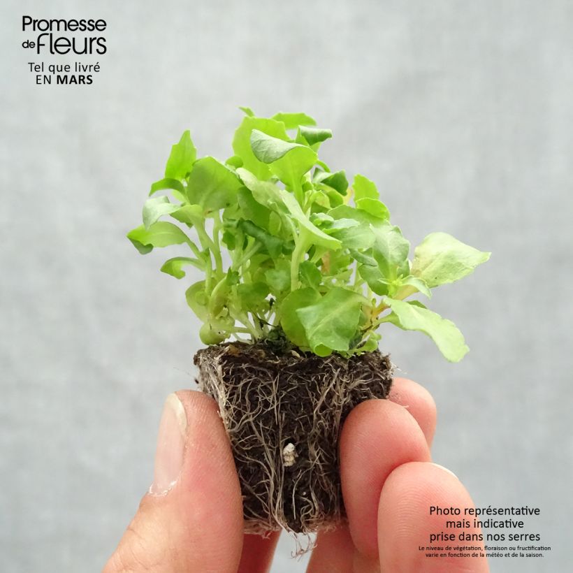Lobelia erinus Regatta Mix Bandeja de semillero: cepellón 3,8 cm x 3,2 cm en bandeja de cultivo por 16 Ejemplar entregado en la primavera