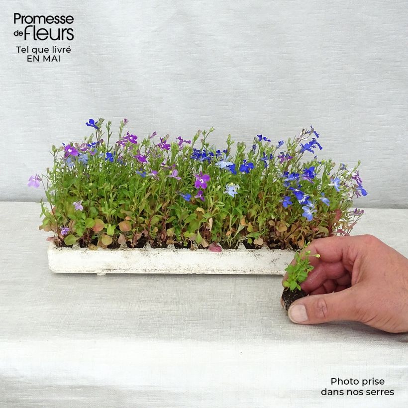Lobelia erinus Regatta Mix minicepellón: de 2,2 cm x 2 cm en bandeja de cultivo por 35 Ejemplar entregado en la primavera