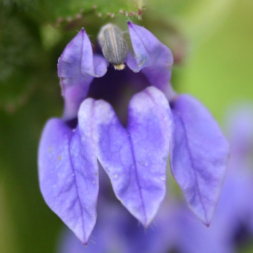 Lobelia siphilitica - Gran Lobelia azul (Floración)