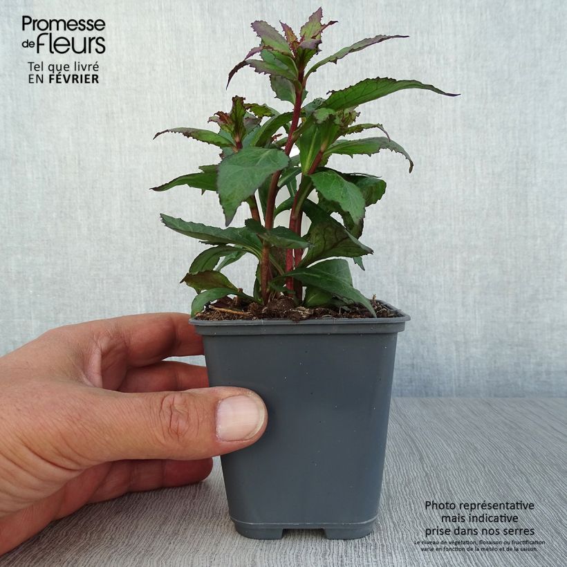Ejemplar de Lobelia speciosa Fan Salmon Maceta de 8/9 cm entregado en otoño