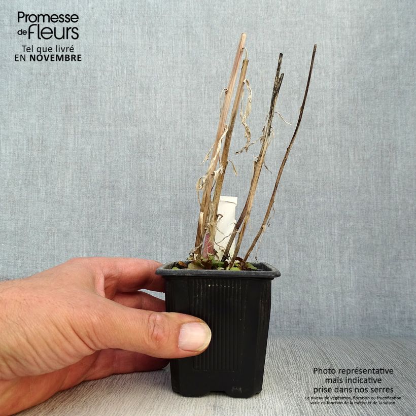Ejemplar de Lobelia speciosa Russian Princess Maceta de 8/9 cm entregado en otoño