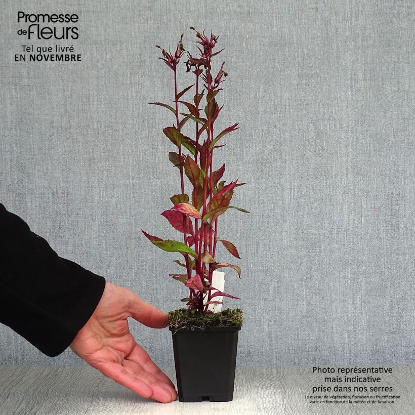 Ejemplar de Lobelia speciosa Tania Maceta de 7/8 cm entregado en otoño