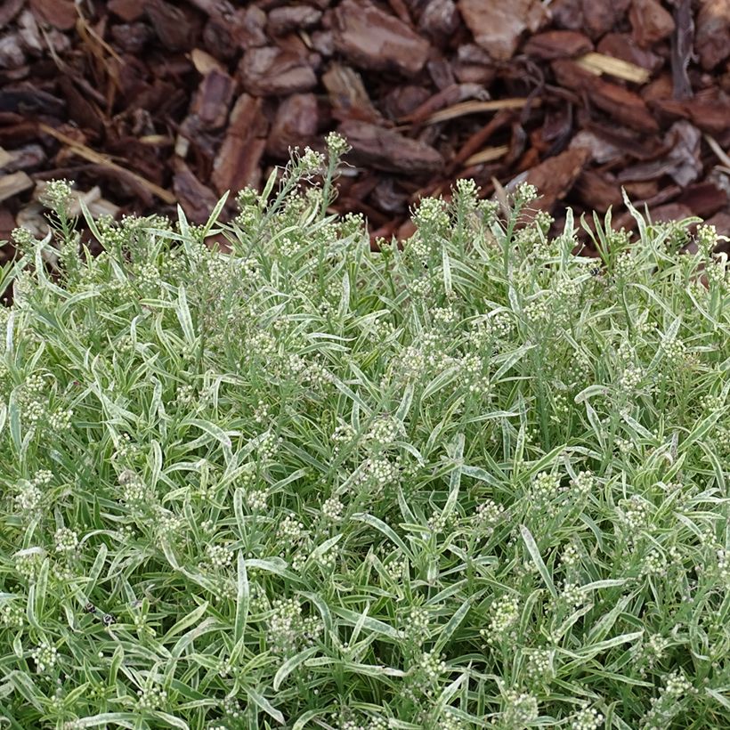 Aliso marítimo Primavera Princess - Lobularia maritima (Follaje)
