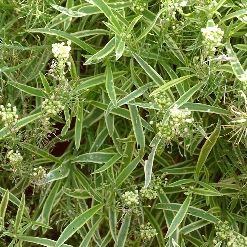 Aliso marítimo Primavera Princess - Lobularia maritima (Floración)