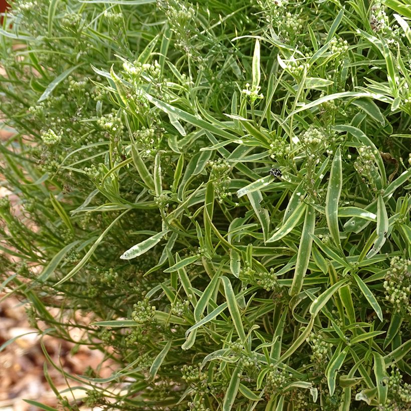 Aliso marítimo Primavera Princess - Lobularia maritima (Porte)
