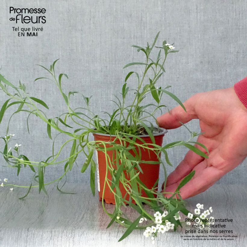Aliso marítimo Snow Princess - Lobularia maritima Maceta de 10 cm/11 cm Ejemplar entregado en la primavera