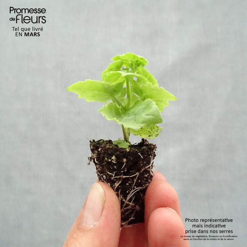 Lophospermum scandens Rosea minicepellón: Ø 3/4 cm Ejemplar entregado en la primavera