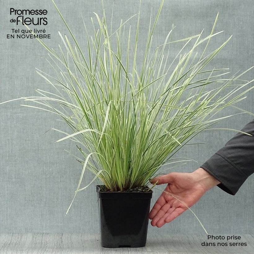 Ejemplar de Lomandra longifolia White Sands - Esparraguera de cabeza espinosa Maceta 2L/3L entregado en otoño
