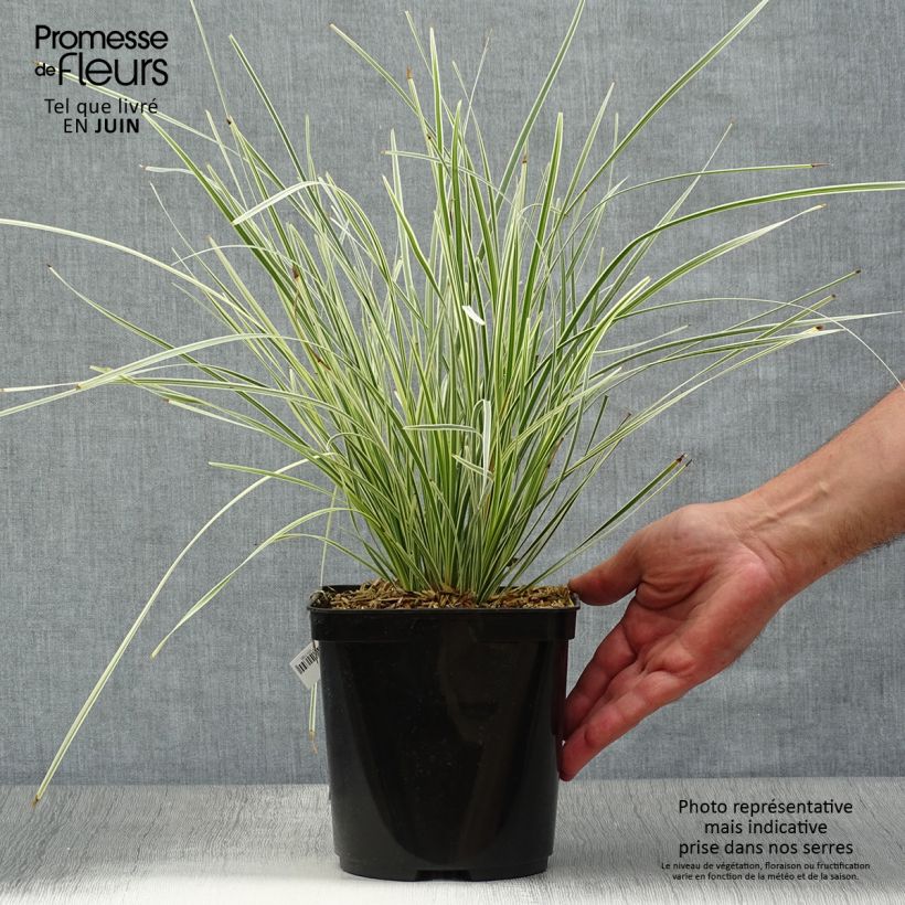 Ejemplar de Lomandra longifolia White Sands - Esparraguera de cabeza espinosa Maceta 2L/3L entregado en verano