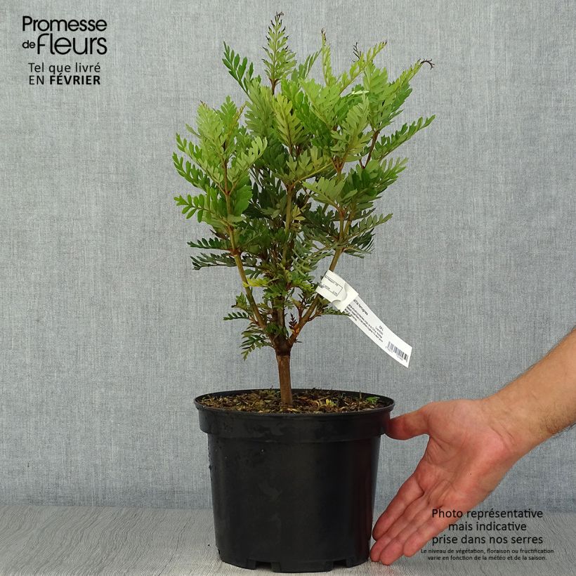 Ejemplar de Lomatia ferruginea Maceta 3L/4L entregado en otoño