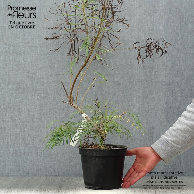 Ejemplar de Lomatia silaifolia Maceta 3L/4L entregado en otoño