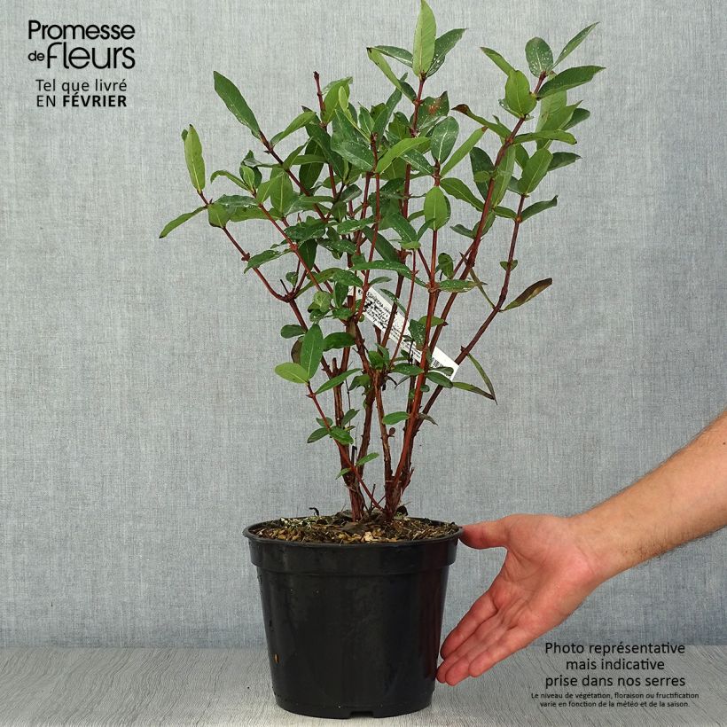Ejemplar de Arándano de Siberia Boreal Beauty Maceta 3L/4L entregado en otoño