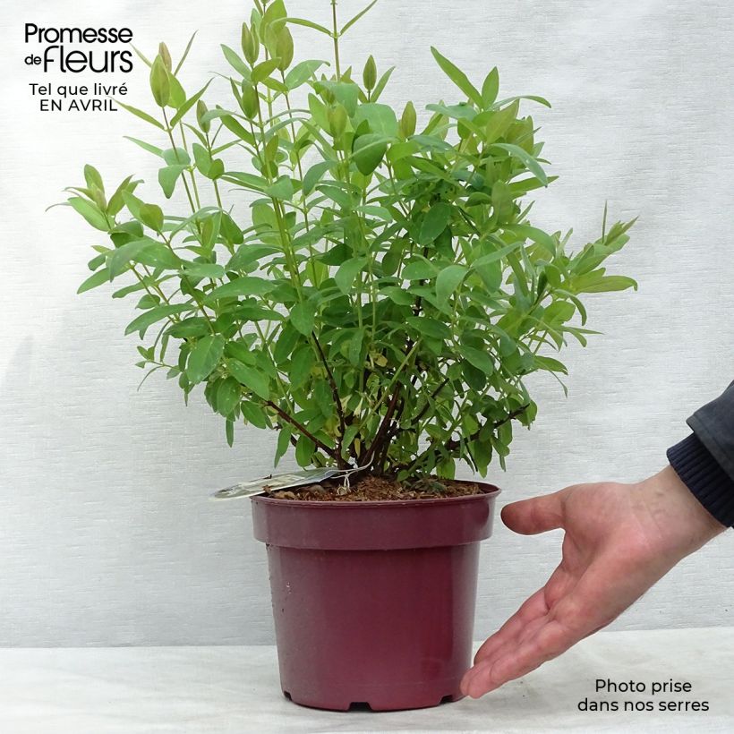 Arándano de Siberia Sweet Myberry Borealis Maceta 3L/4L Ejemplar entregado en la primavera