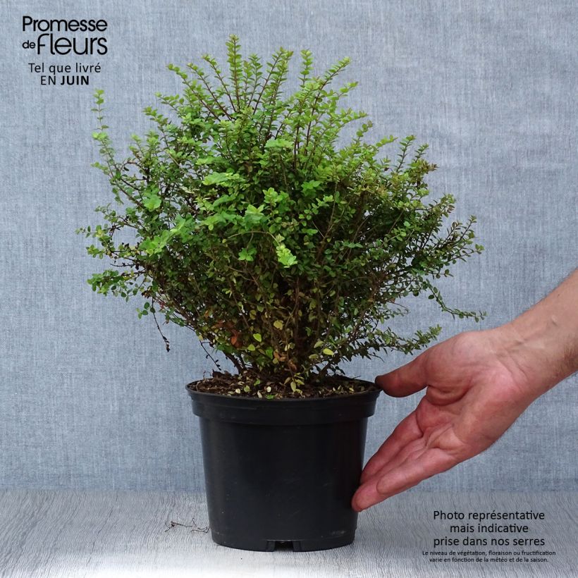 Ejemplar de Madreselva de hoja - Lonicera nitida Dart's World Maceta 2L/3LAltura de entrega aprox. 20/30cm entregado en verano