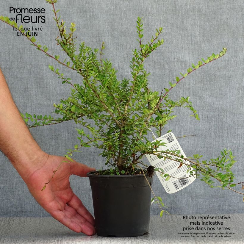 Ejemplar de Madreselva de hoja - Lonicera nitida Elegant Maceta 1L/1,5LAltura de entrega aprox. 30+/-cm entregado en verano