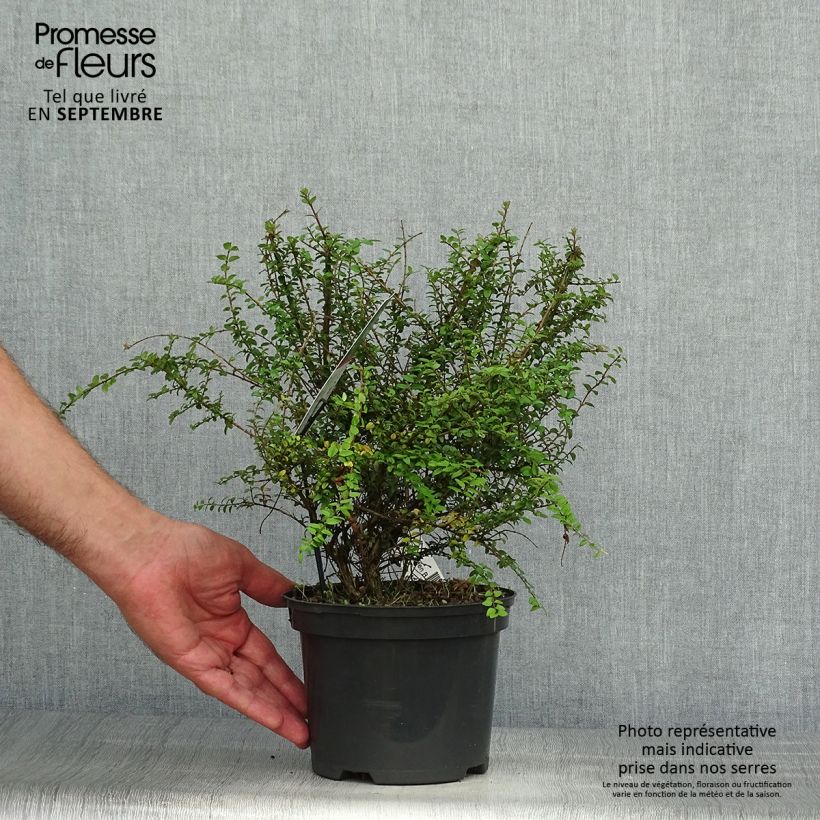 Ejemplar de Madreselva de hoja - Lonicera nitida Garden Clouds Green Breeze Maceta 4L/5LAltura de entrega aprox. 20cm entregado en otoño