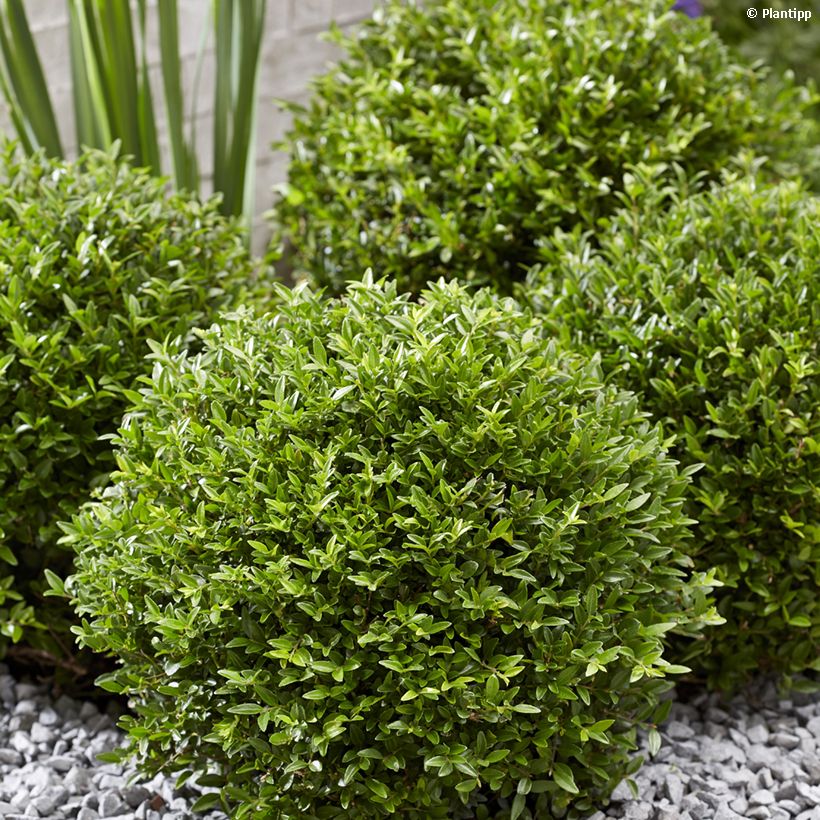 Madreselva de hoja - Lonicera nitida Garden Clouds Green Breeze (Porte)