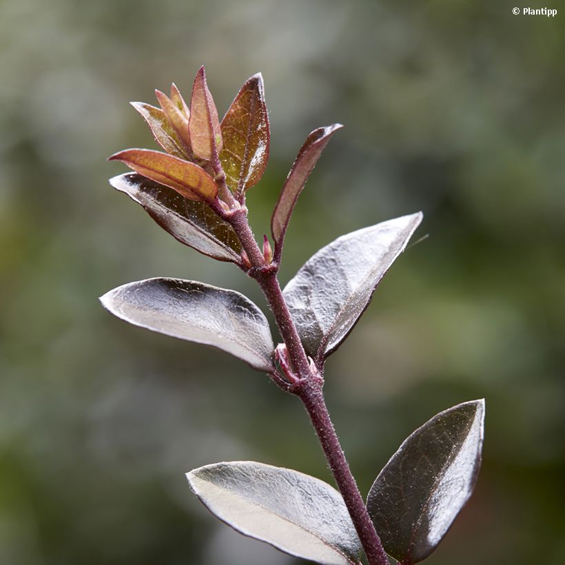 Madreselva de hoja - Lonicera nitida Purple Storm (Follaje)