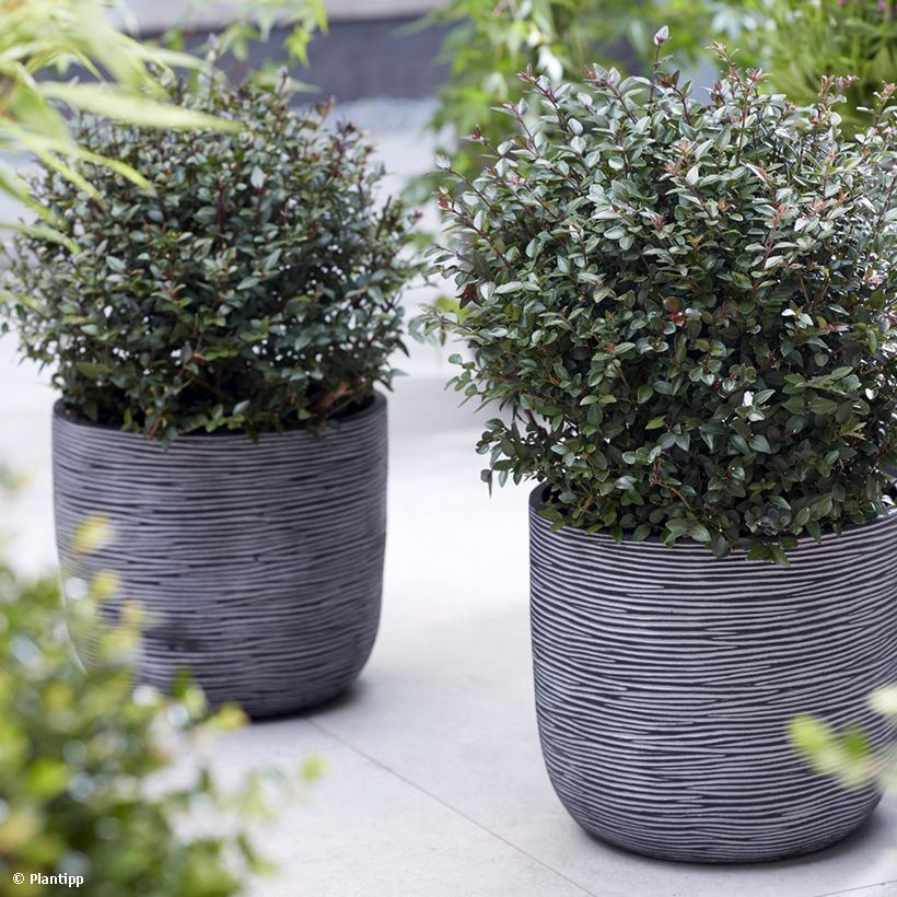 Madreselva de hoja - Lonicera nitida Purple Storm (Porte)