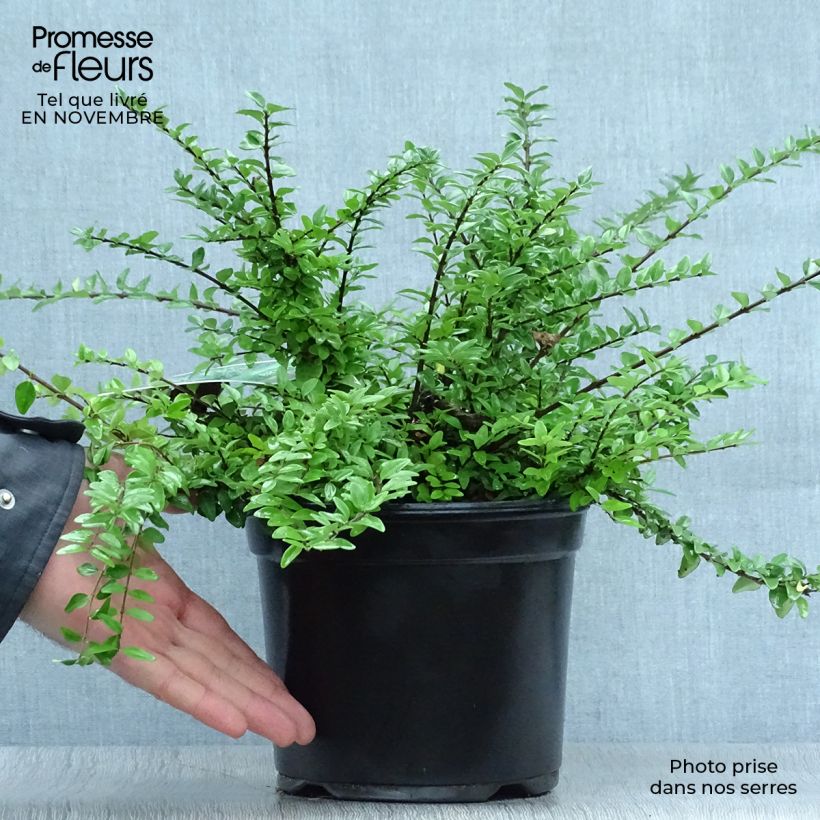Ejemplar de Madreselva de hoja - Lonicera nitida Maigrün Maceta 1L/1,5L entregado en otoño
