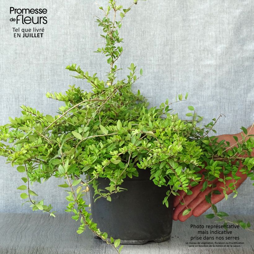 Ejemplar de Madreselva de hoja - Lonicera nitida Maigrün Maceta 1L/1,5LAltura de entrega aprox. 10/15cm entregado en verano