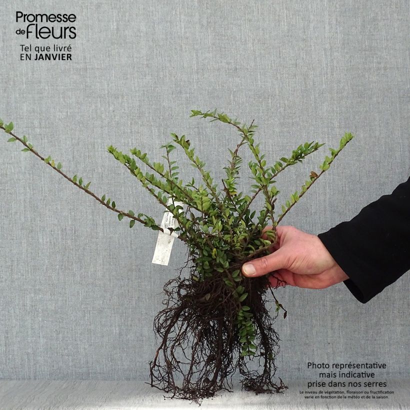 Madreselva de hoja - Lonicera nitida Maigrün Raíces desnudasAltura de entrega aprox. 25/40cm Ejemplar entregado en invierno