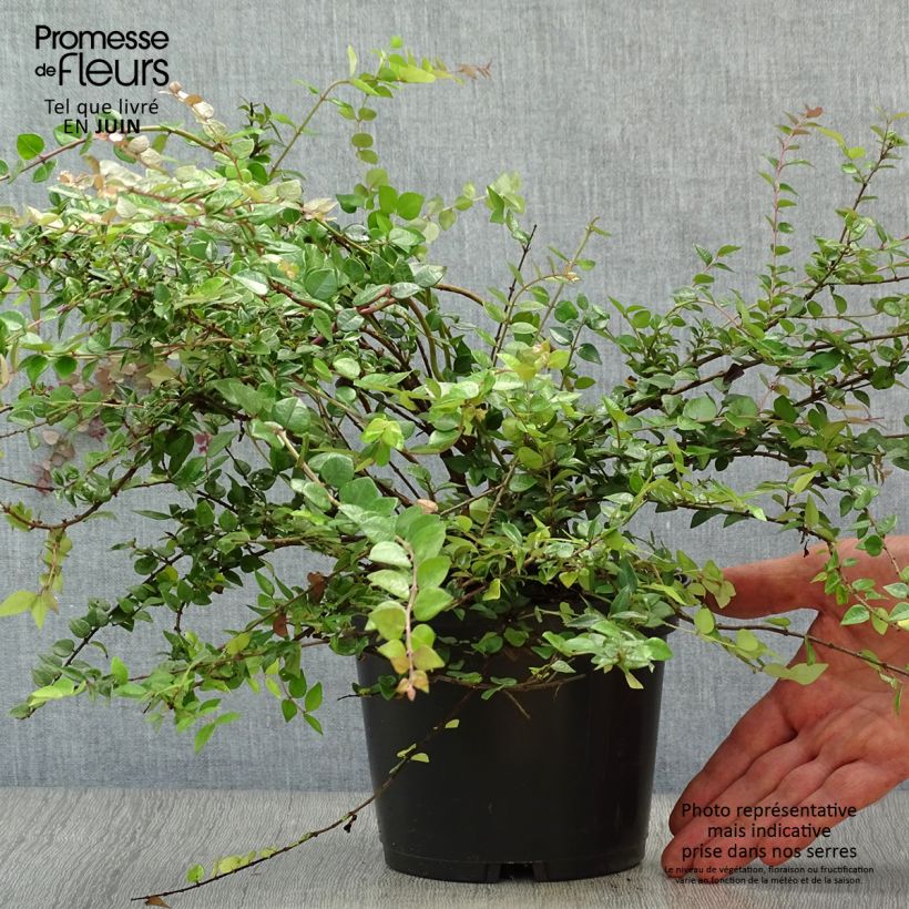 Ejemplar de Madreselva de hoja - Lonicera nitida Red Tips Maceta 2L/3L entregado en verano