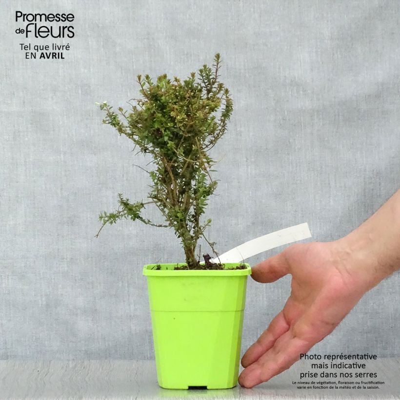 Madreselva de hoja - Lonicera nitida Scoop Chalons Maceta 1L/1,5LAltura de entrega aprox. 10/20cm Ejemplar entregado en la primavera