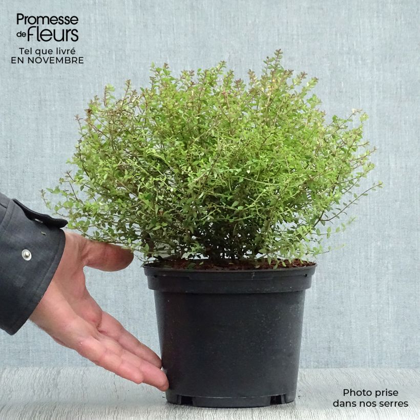 Ejemplar de Madreselva de hoja - Lonicera nitida Tidy Tips Maceta 2L/3L entregado en otoño