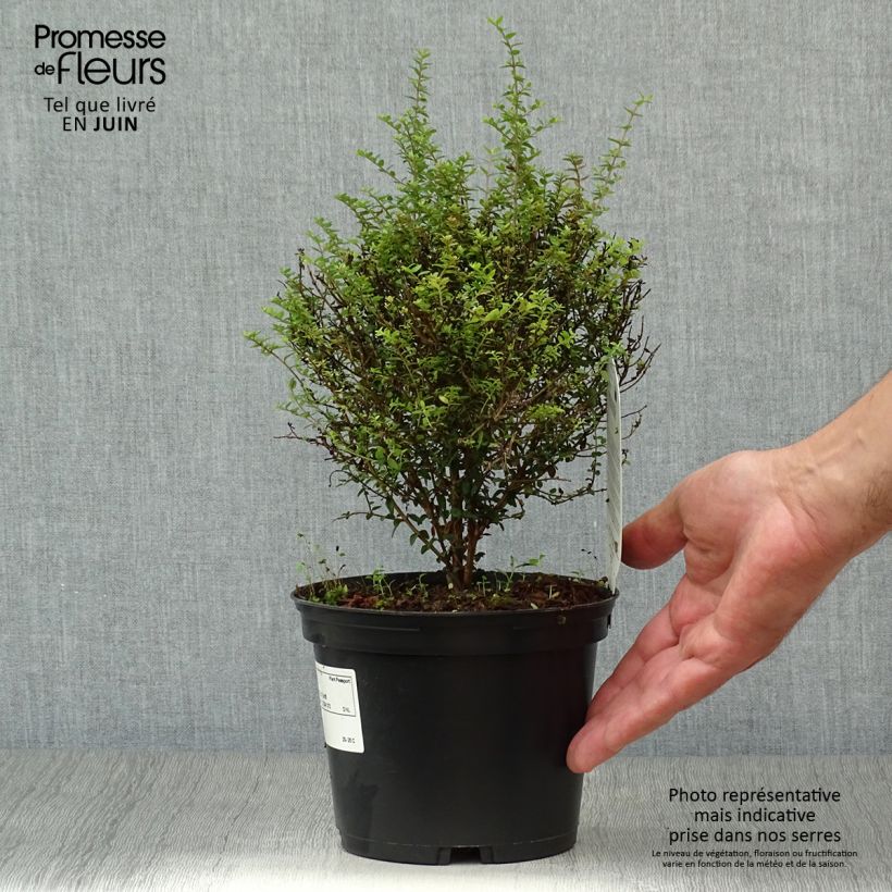 Ejemplar de Madreselva de hoja - Lonicera nitida Tidy Tips Maceta 2L/3LAltura de entrega aprox. 20/30cm entregado en verano