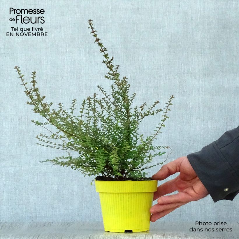 Ejemplar de Madreselva de hoja - Lonicera nitida Maceta 1L/1,5L entregado en otoño
