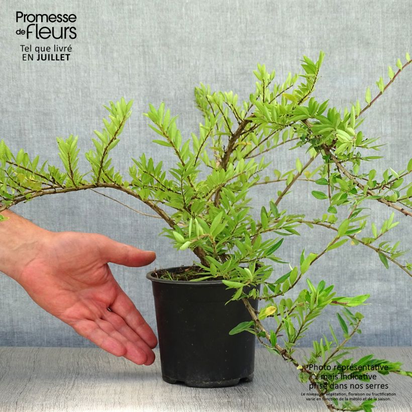Ejemplar de Lonicera pileata Maceta 1L/1,5L entregado en verano