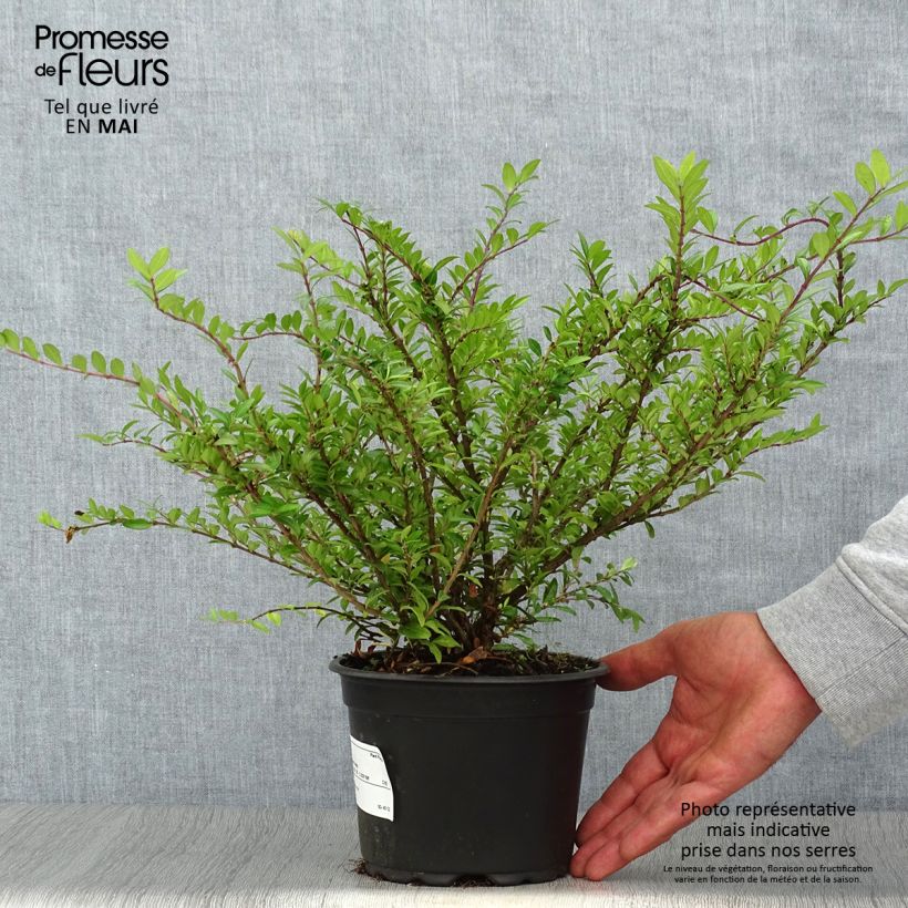 Lonicera pileata Maceta 2L/3L Ejemplar entregado en la primavera