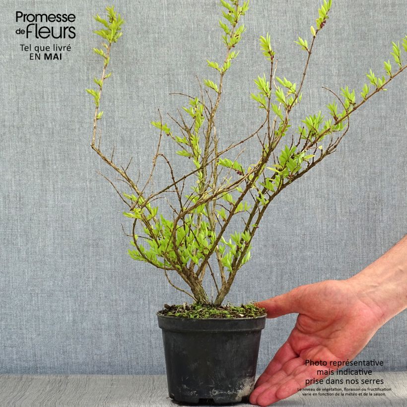 Lonicera pileata Mossgreen - Chèvrefeuilles à cupule Pot de 1L/1,5L Ejemplar entregado en la primavera