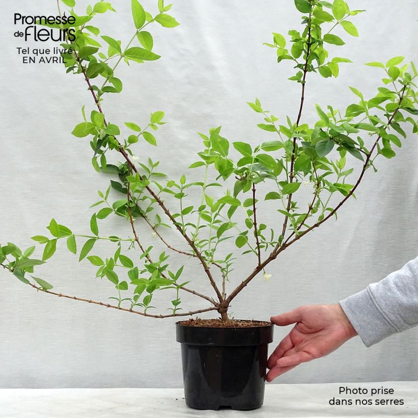 Lonicera purpusii Winter Beauty - Madreselva Maceta 3L/4LAltura de entrega aprox. 40/50cm Ejemplar entregado en la primavera