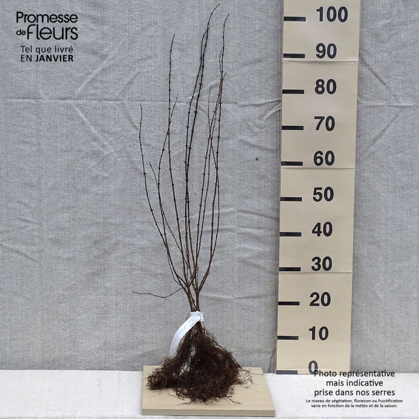 Lonicera xylosteum - Cerecillo de Europa Raíces desnudasAltura de entrega aprox. 40/60cm Ejemplar entregado en invierno