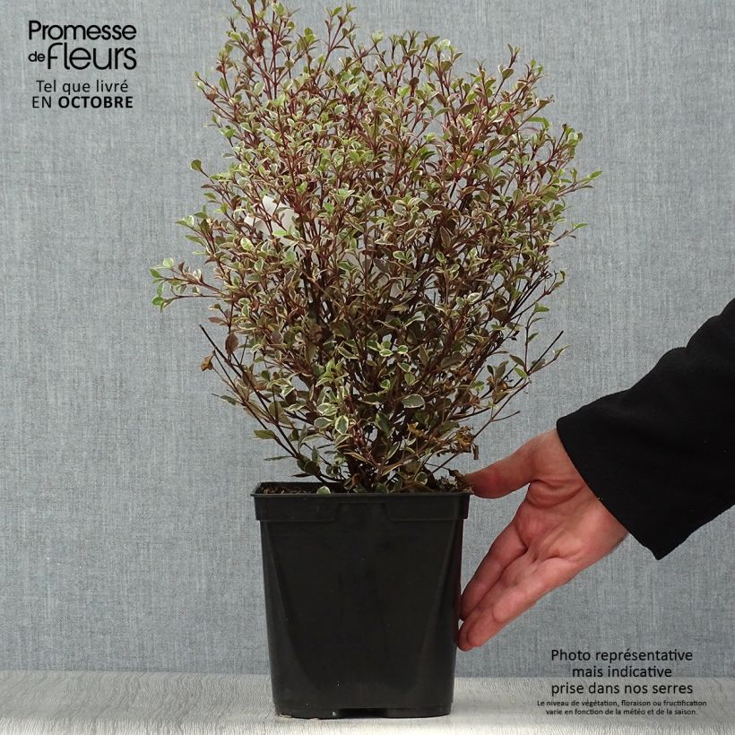 Ejemplar de Lophomyrtus Magic dragon - Pequeña estrella Maceta 2L/3L entregado en otoño