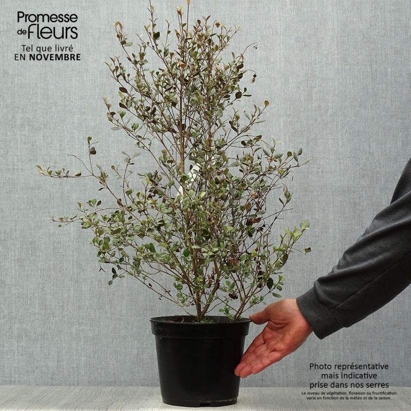 Ejemplar de Lophomyrtus Red dragon - Pequeña estrella Maceta 4L/5L entregado en otoño