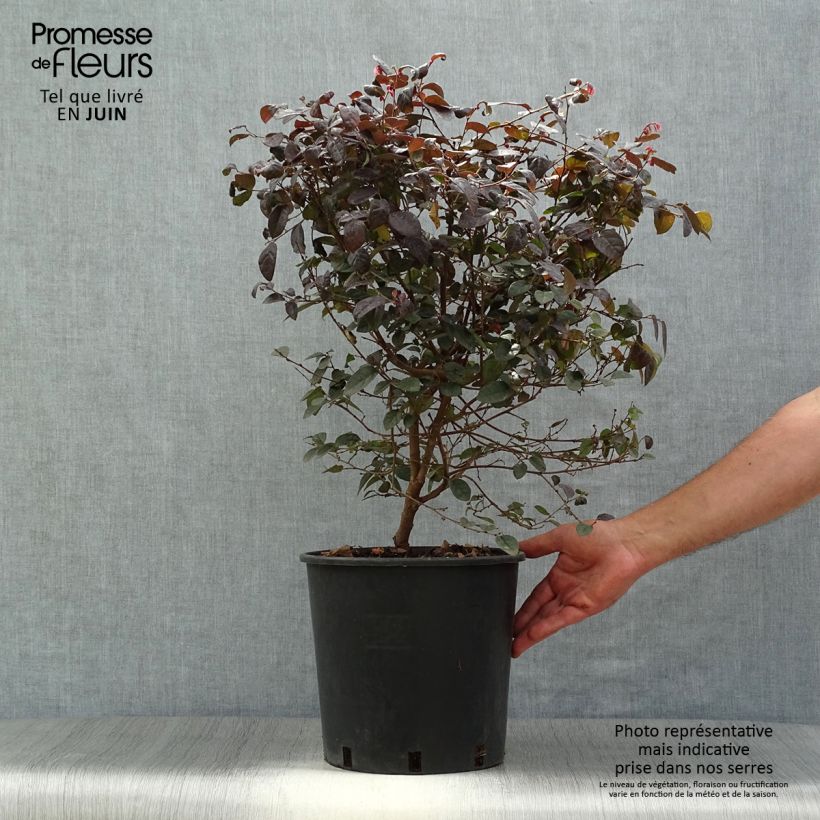Ejemplar de Loropetalum chinense Fire dance Maceta 7,5L/10L entregado en verano