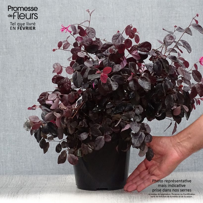 Ejemplar de Loropetalum chinense Black Pearl Maceta 1,5L/2L entregado en otoño