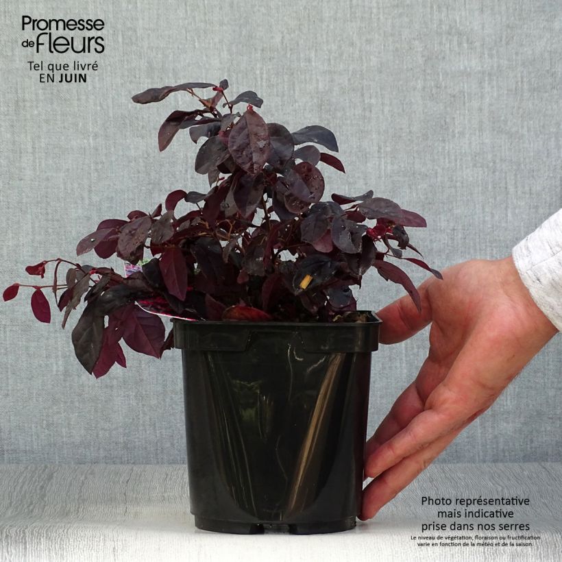 Ejemplar de Loropetalum chinense Black Pearl en pot de 1.5L/2L entregado en verano