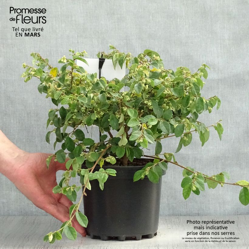 Loropetalum chinense Carolina Moonlight en pot de 2l/3l Ejemplar entregado en la primavera