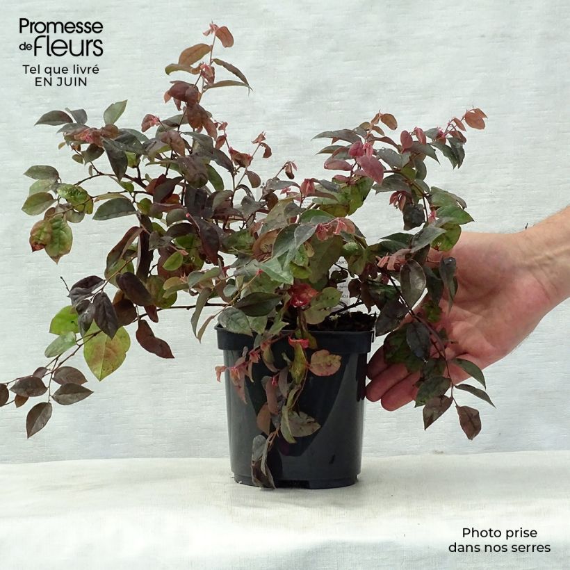 Ejemplar de Loropetalum chinense Fire dance Maceta 3L/4L entregado en verano