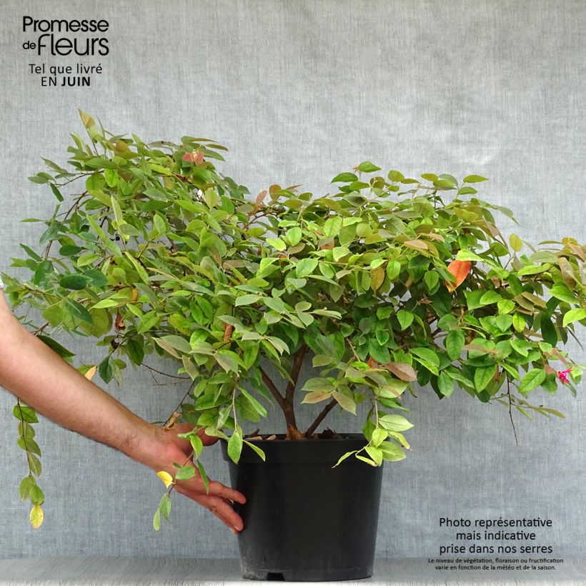 Ejemplar de Loropetalum chinense Ming Dynasty Pot de 6L entregado en verano