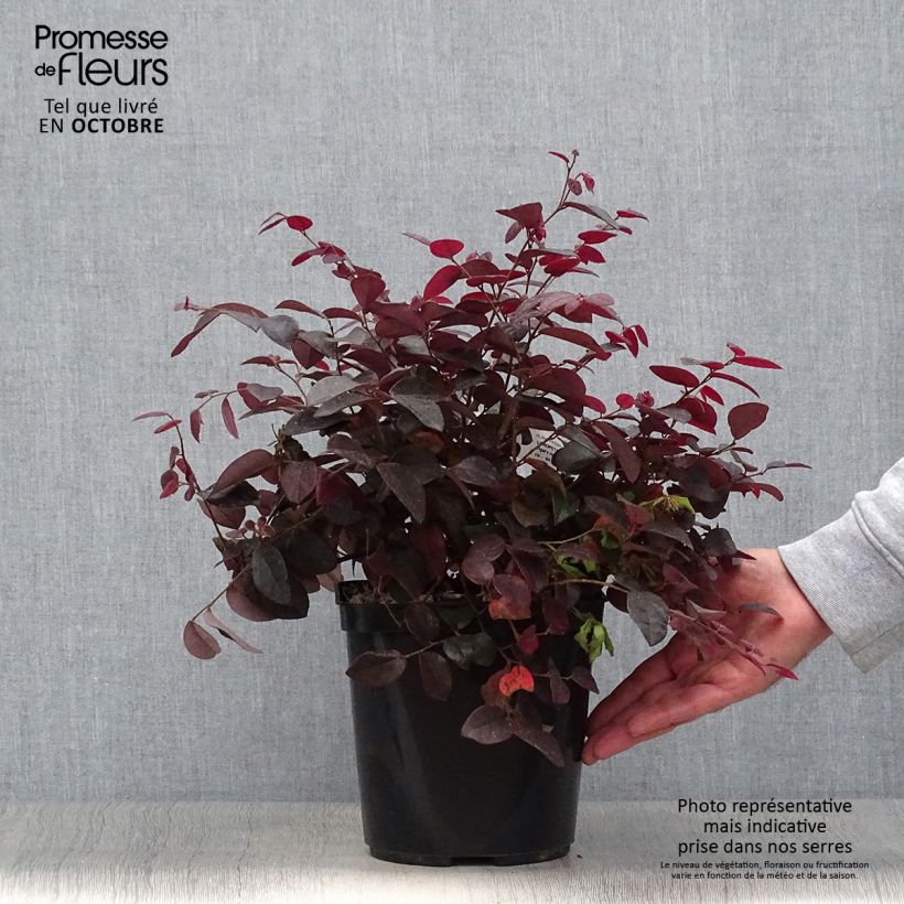 Ejemplar de Loropetalum chinense Pipa's Red Maceta 2L/3L entregado en otoño