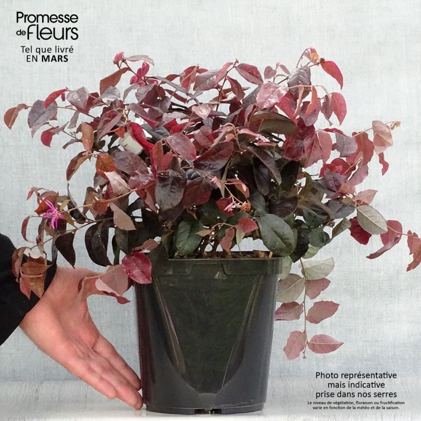 Loropetalum chinense Pipa's Red Pot de 2L/3L Ejemplar entregado en la primavera