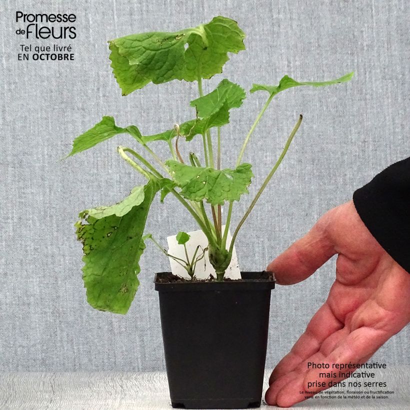 Ejemplar de Lunaria rediviva - Lunaria perenne Maceta de 8/9 cm entregado en otoño